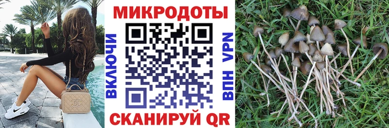 Галлюциногенные грибы Psilocybine cubensis  Ставрополь 